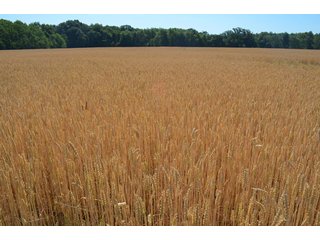 Property photo 42 - 108 +/- Acres Offered in 2 Tracts - Land Auction